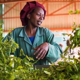 Как делают чай в Кении