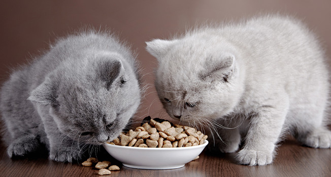 Можно ли есть кошачий корм? фото