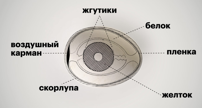 Шесть вопросов про яйца фото