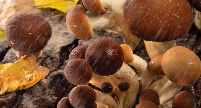Три рецепта с лесными грибами фото