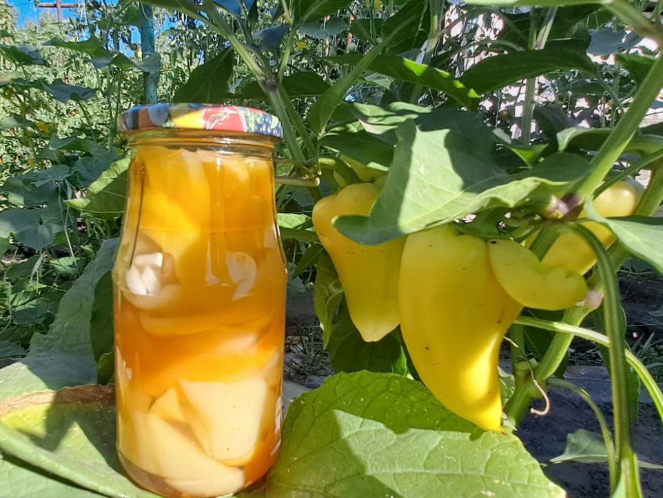 Sweet Peppers for Winter