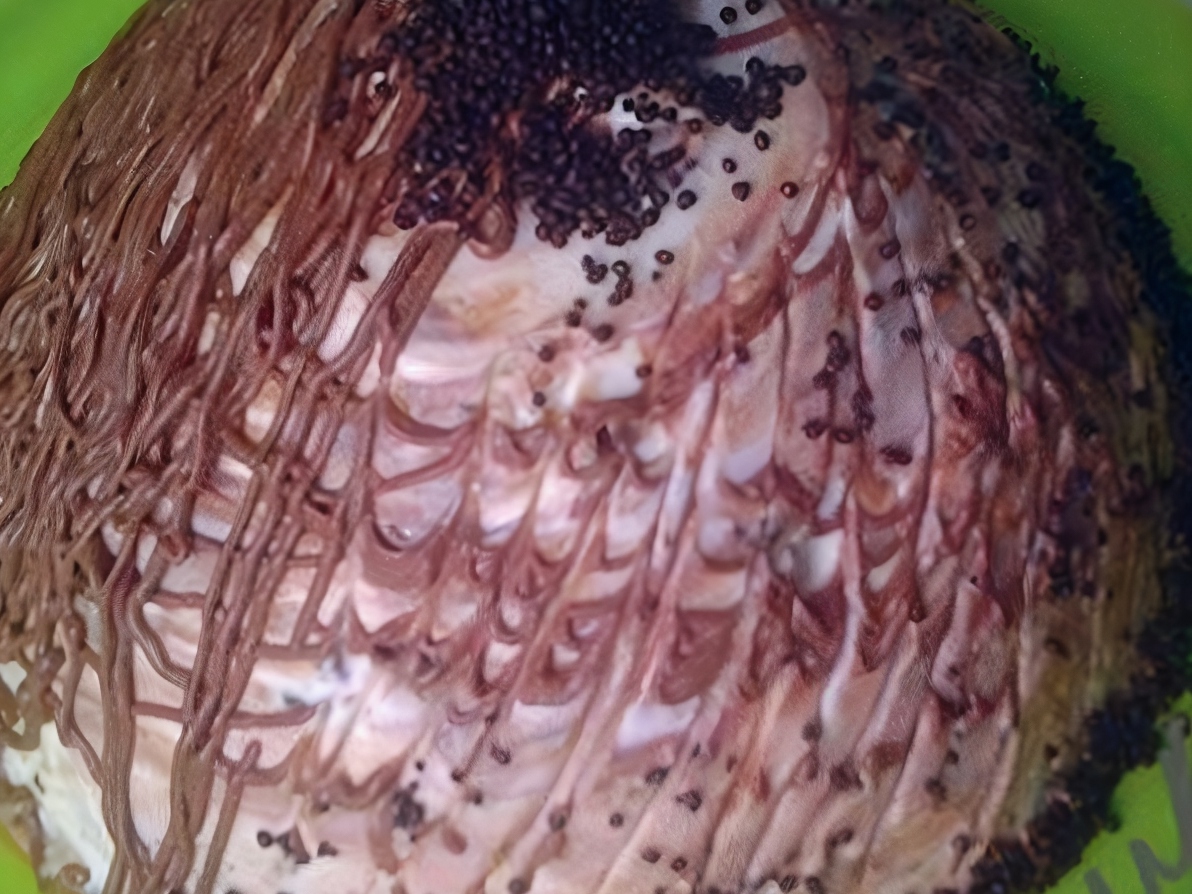 Sancho Cake with Coffee and Chocolate