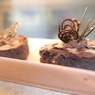 Фотография рецепта Брауни с кусочками шоколада и миндалем автор Masha Potashova