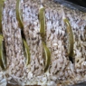 Фотография рецепта Лещ запеченный с лаймом и помидорами автор Abra Cadabra