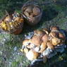 Фотография рецепта Маринованные грибы автор ABSSPB