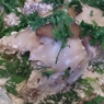 Фотография рецепта Морской окунь в сливочном соусе автор Жанна Маханькова