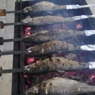 Фотография рецепта Озерная форель на углях автор Alexandr Steepps