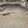 Фотография рецепта Рыба запеченная в соли похорватски автор Делина Каменских