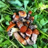 Фотография рецепта Ризотто из киноа с лесными грибами автор Марианна Кузьмина