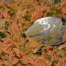 Фотография рецепта Салат из моркови с шампиньонами автор Lena Schalamaj