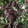 Фотография рецепта Салат из свеклы и листьев одуванчика автор Катерина