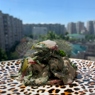 Фотография рецепта Салат из зелени с ореховой заправкой автор Ксения Ксения