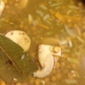 Фотография рецепта Суп из белых грибов с чечевицей автор Sheena