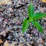 Фотография рецепта Творожная запеканка со смородиной автор Ална Казавчинская