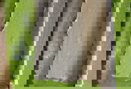 Фото шага рецепта Галета с грушей и сыром бри 190851 шаг 6  