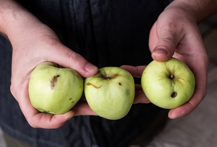 Фото шага рецепта Моченые яблоки с вишневыми листьями 138701 шаг 1  