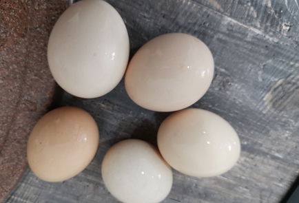 Фото шага рецепта Пасхальные яйца окрашенные с помощью салфетки 176239 шаг 1  