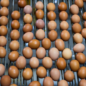 Как устроено производство яиц?