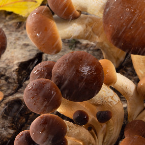 Три рецепта с лесными грибами