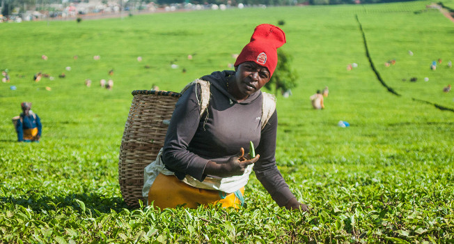 Как выращивают чай в Кении фото