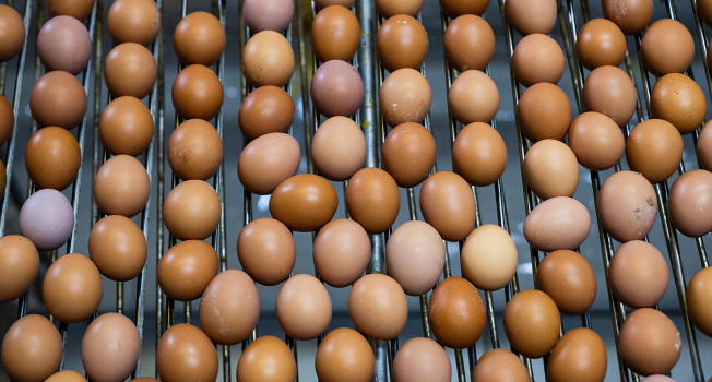 Как устроено производство яиц? фото