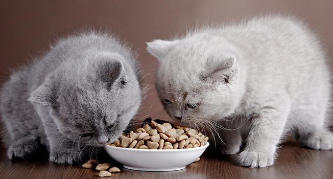 Можно ли есть кошачий корм? фото
