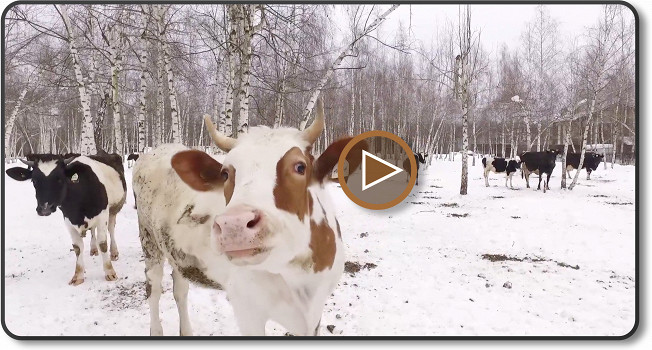 Коровы-москвички фото